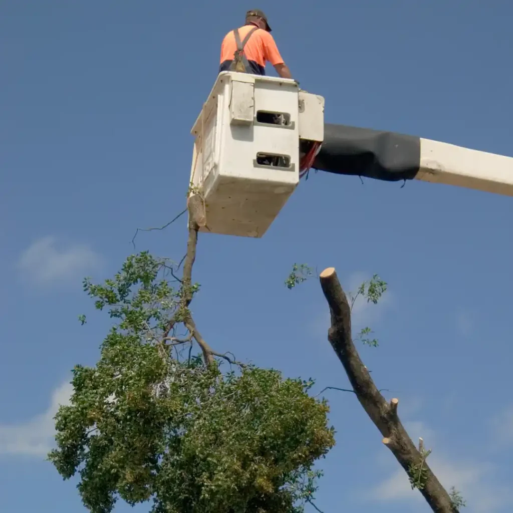 Tree Lopping Darwin