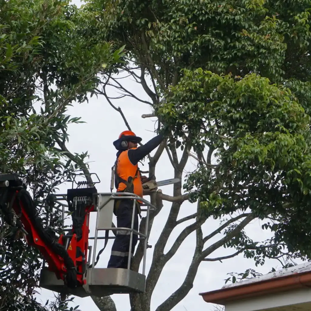 Tree Pruning Darwin