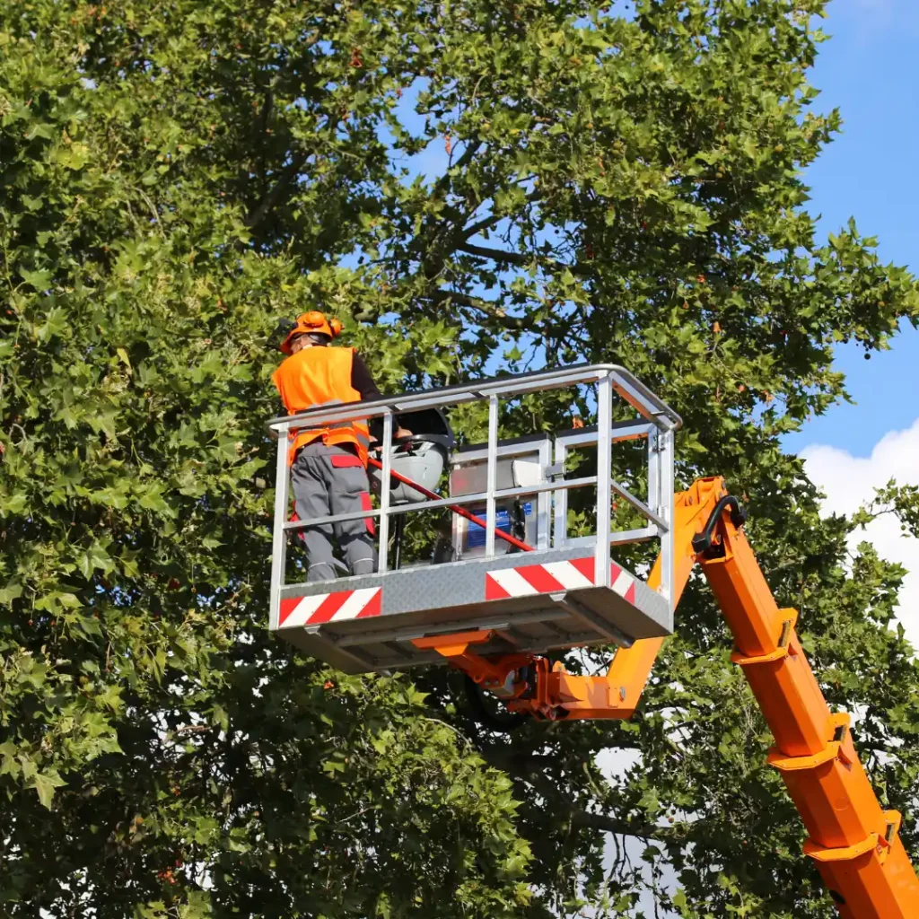 Tree Pruning Darwin