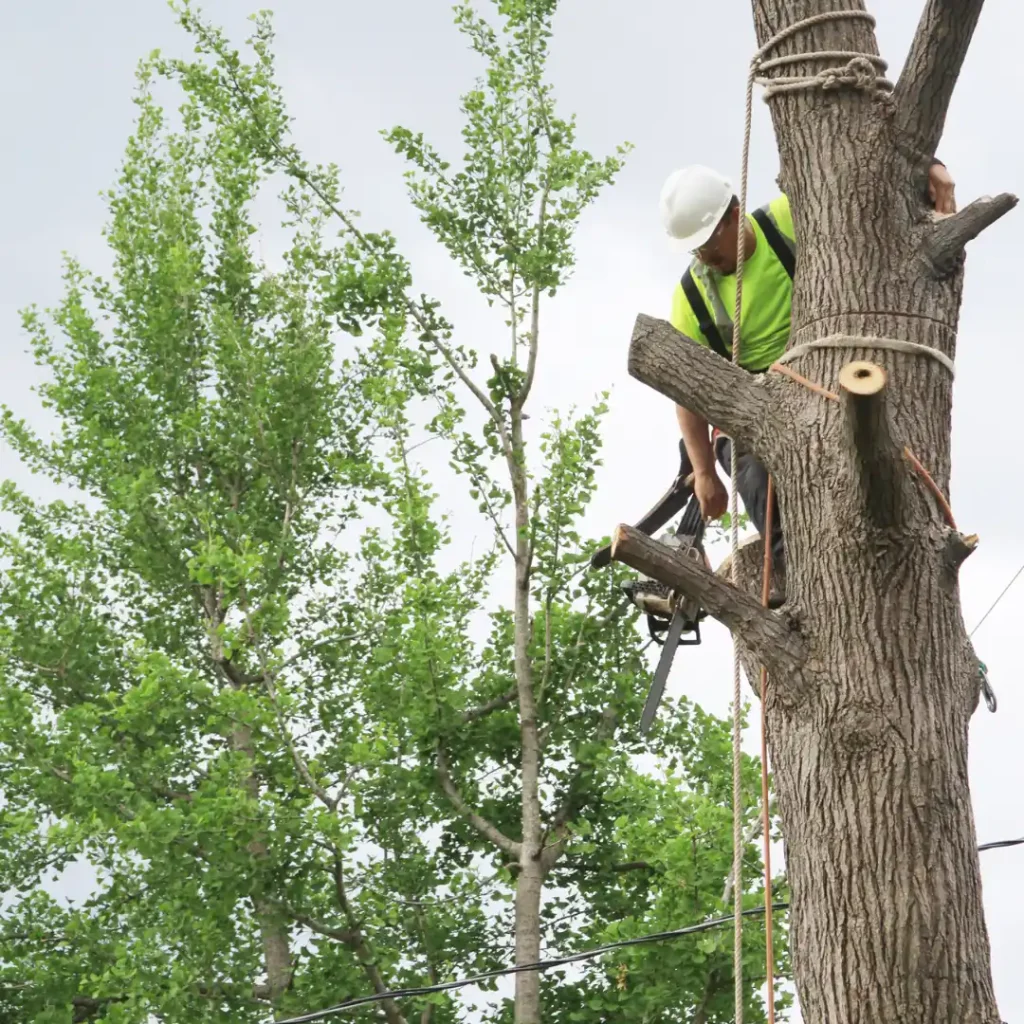 Tree Removal Darwin 6